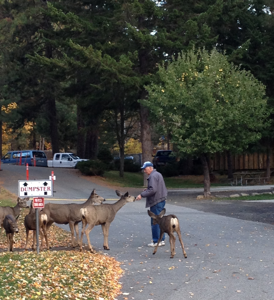 Feeding-Deer